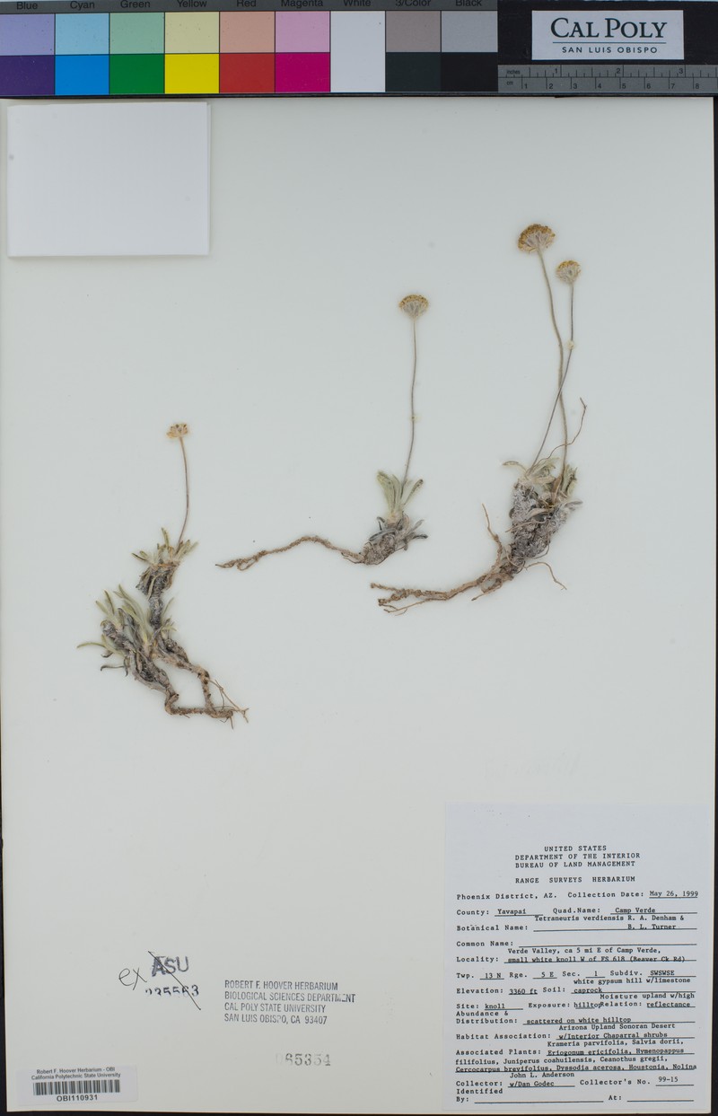 Verde Four-Nerve Daisy photo 3
