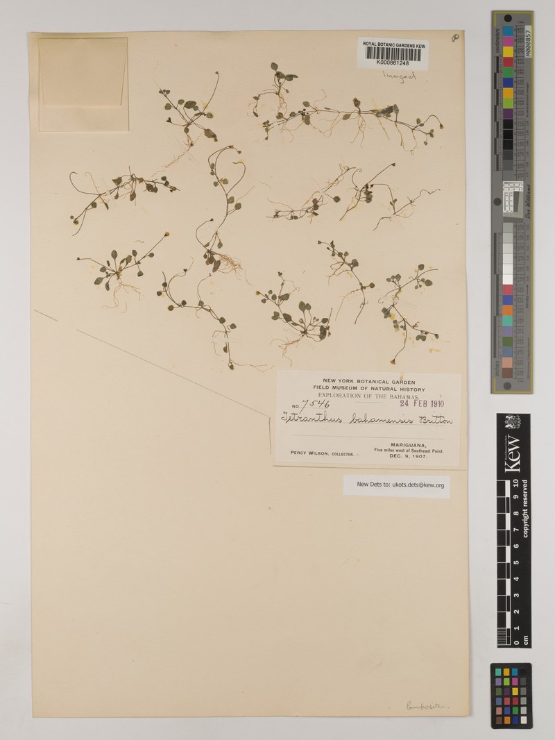 Tetranthus bahamensis