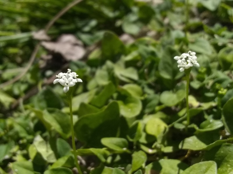 Tetranthus cupulatus
