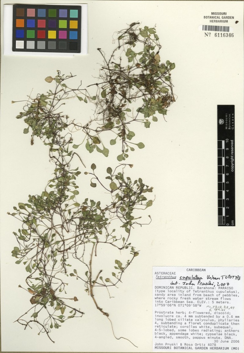 Tetranthus cupulatus photo 2