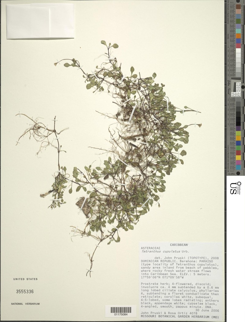 Tetranthus cupulatus photo 3