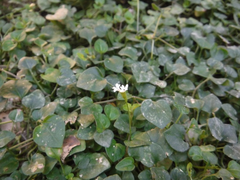 Tetranthus hirsutus