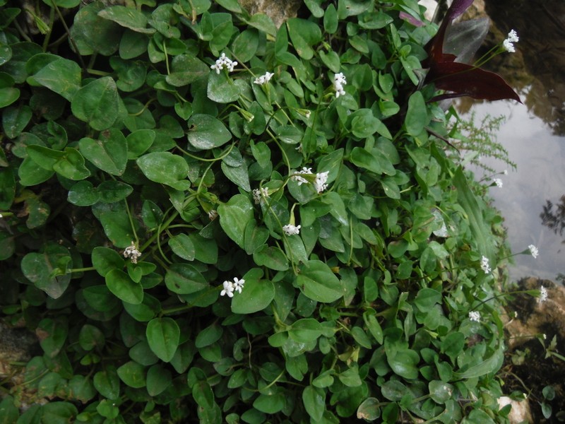 Tetranthus hirsutus photo 2