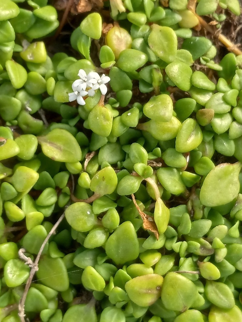 Tetranthus littoralis