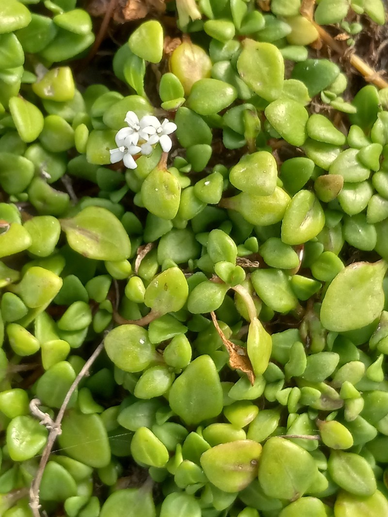 Tetranthus littoralis photo 3