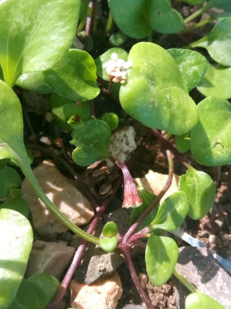Tetranthus littoralis photo 4