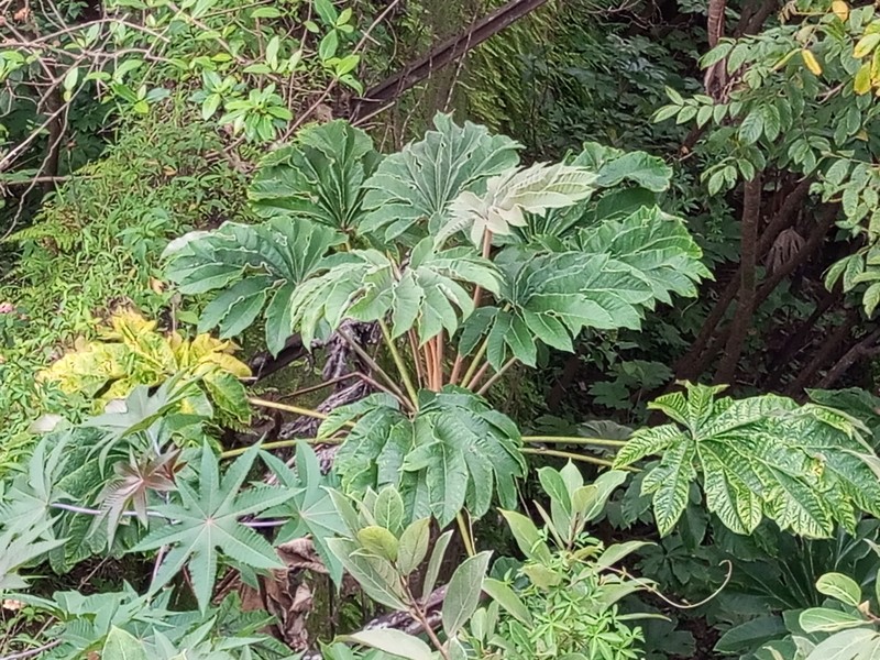 Rice-Paper Plant photo 2