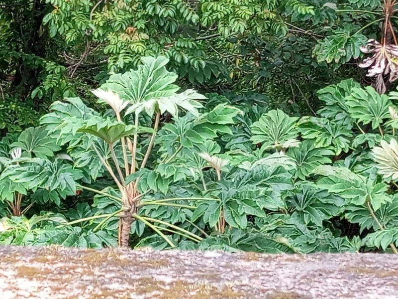 Rice-Paper Plant photo 3