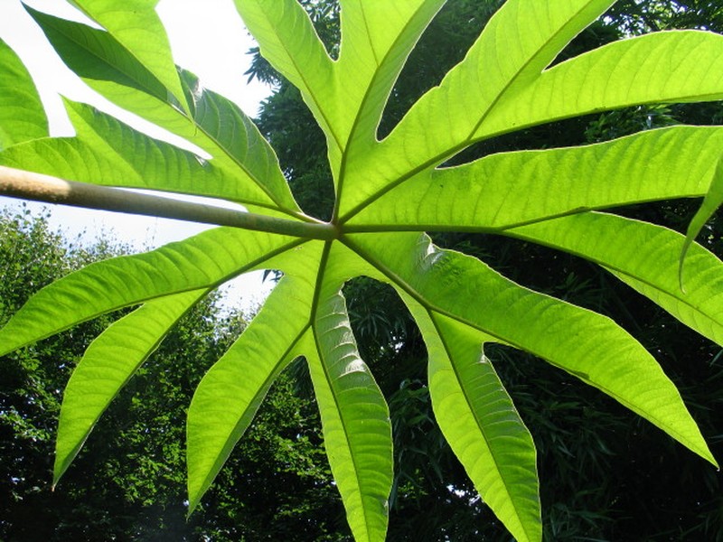 Rice-Paper Plant photo 4