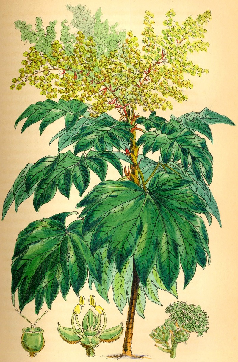 Rice-Paper Plant