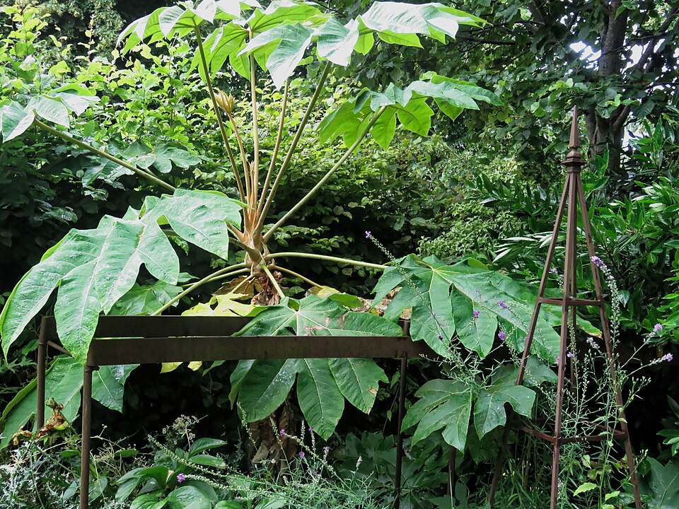 Rice-Paper Plant photo 5