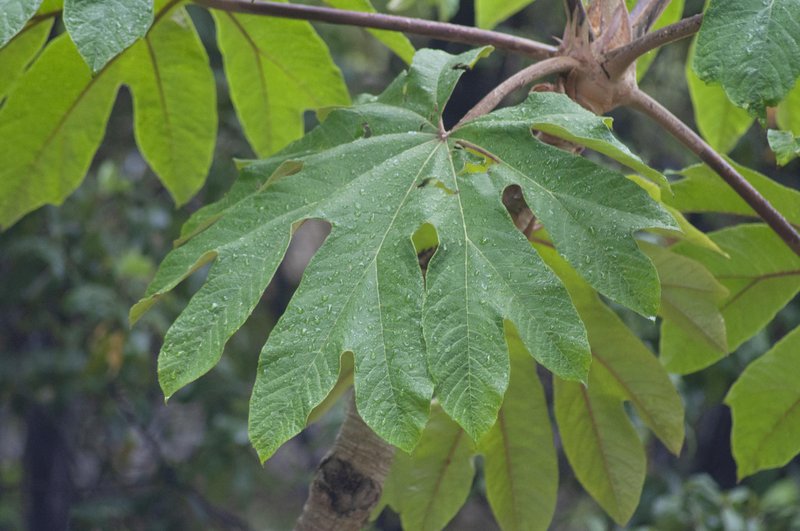 Rice-Paper Plant photo 6