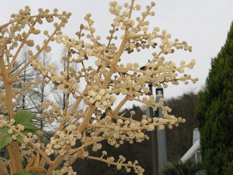 Rice-Paper Plant photo 8