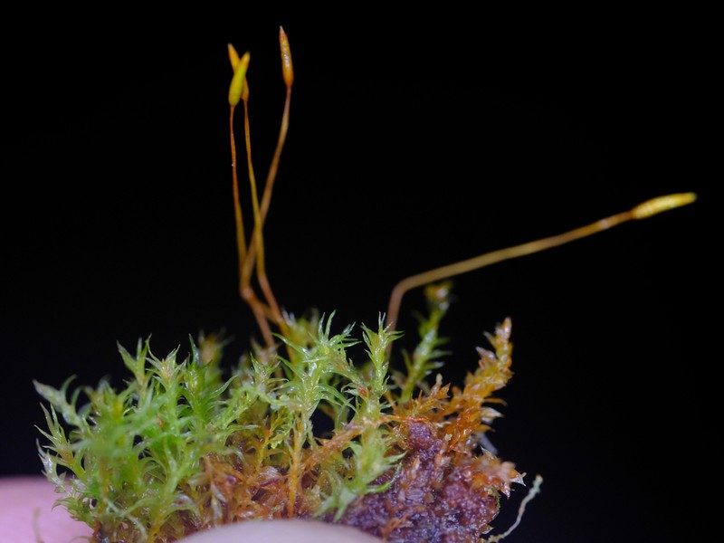 Tetraphis Moss