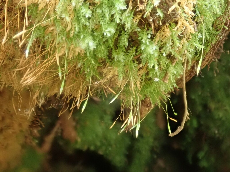 Tetraphis Moss photo 2