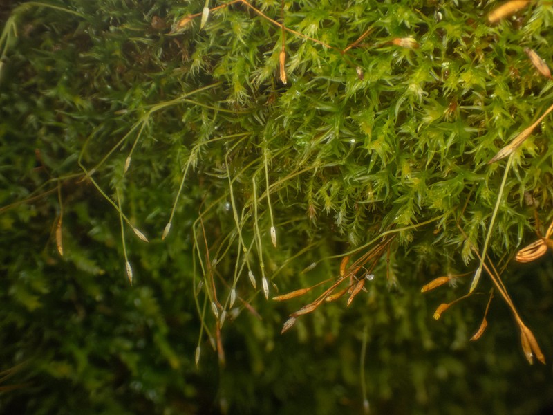 Tetraphis Moss photo 3