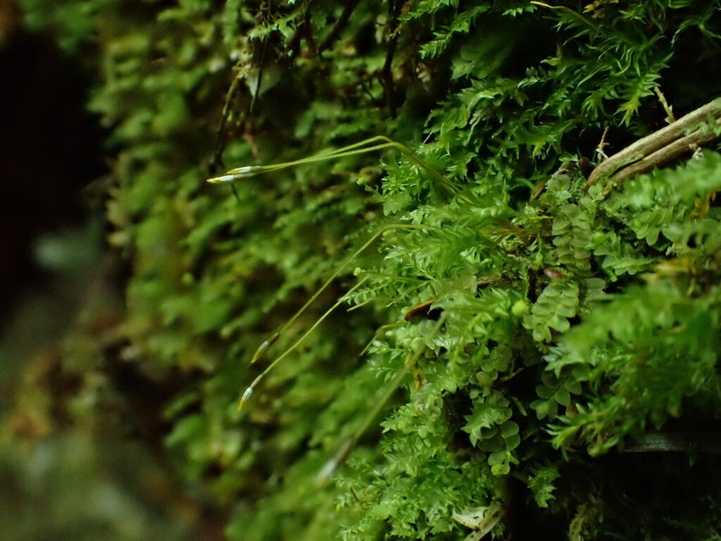 Tetraphis Moss photo 4