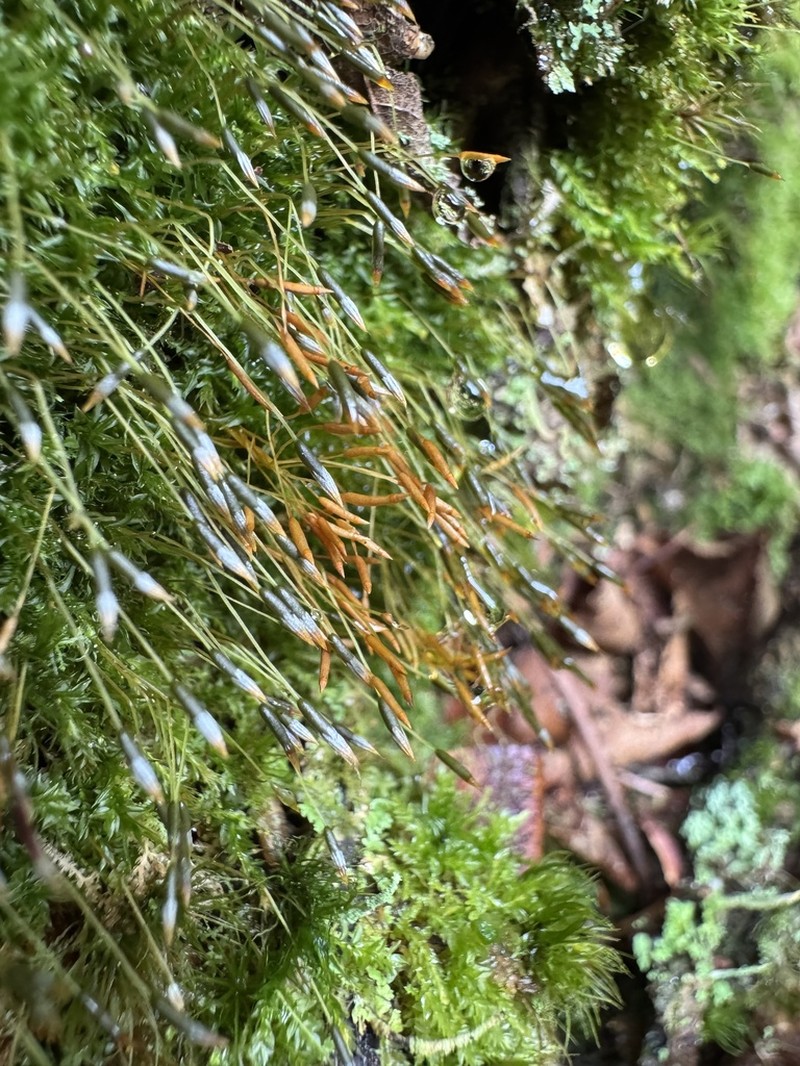 Tetraphis Moss photo 5