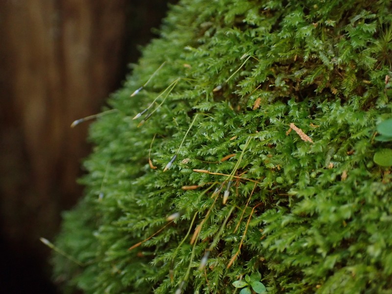 Tetraphis Moss photo 6