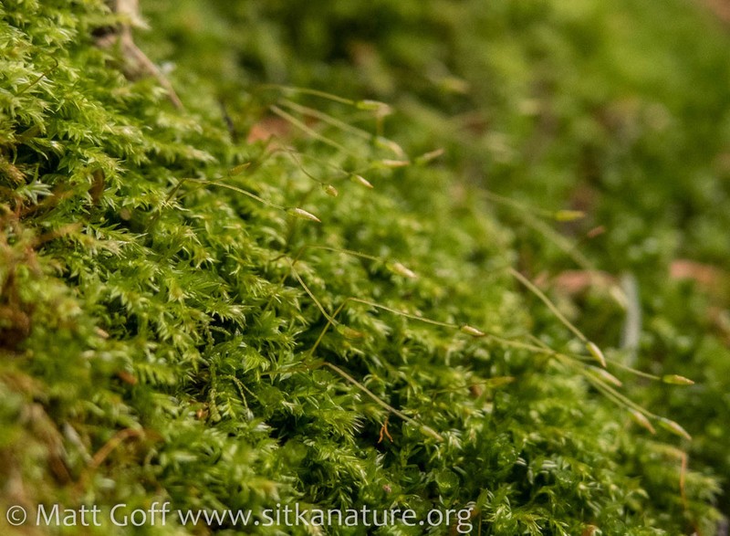 Tetraphis Moss photo 7