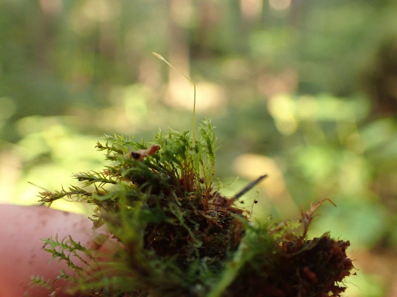 Tetraphis Moss photo 8