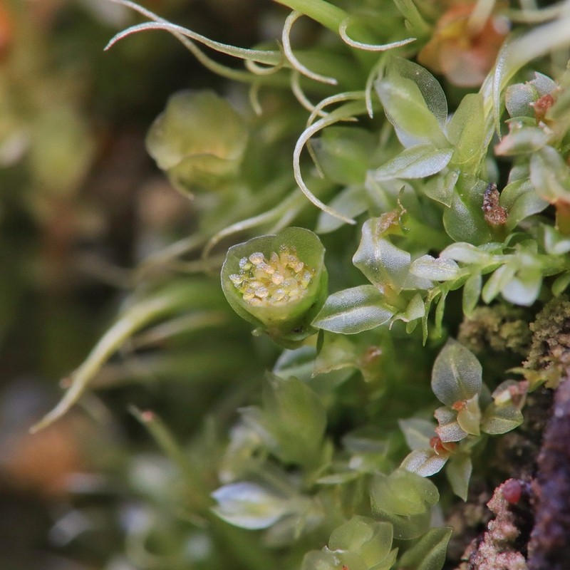 Tetraphis Moss photo 2