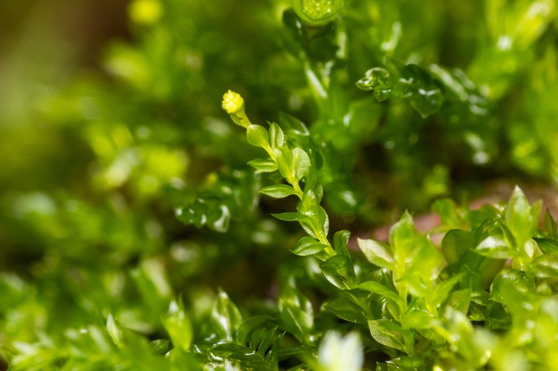 Tetraphis Moss photo 3