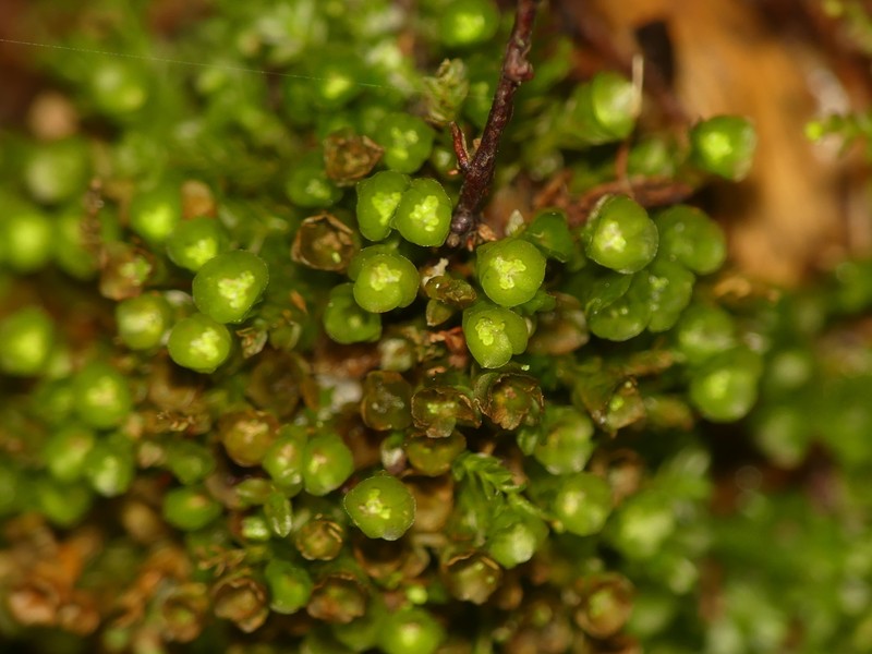 Tetraphis Moss photo 4