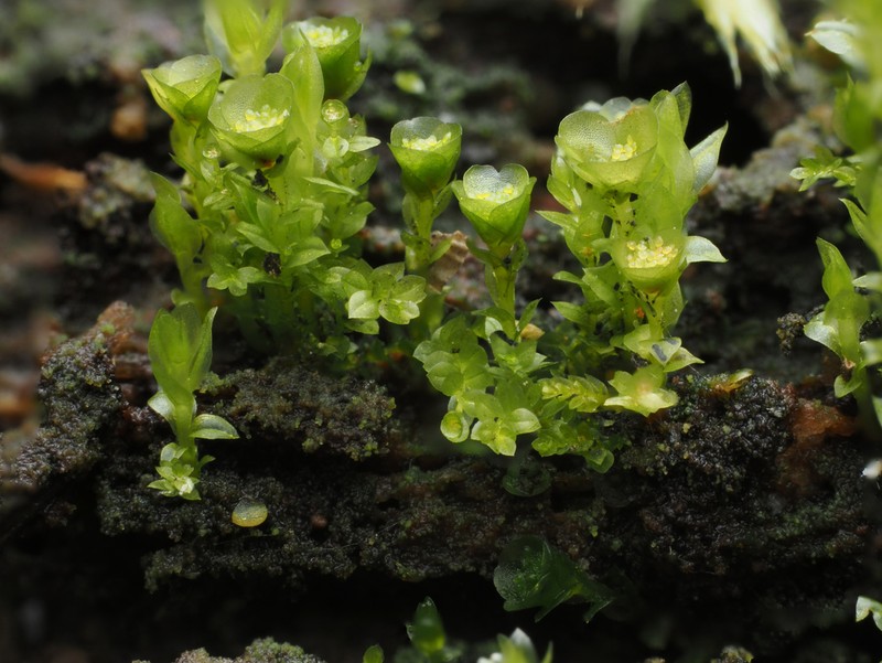 Tetraphis Moss photo 5