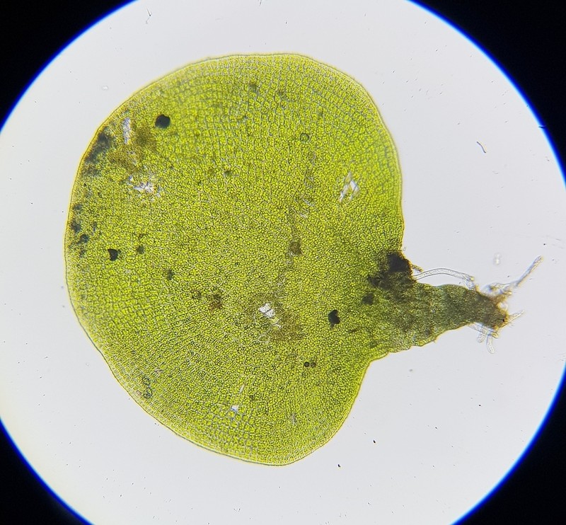 Tetraphis Moss photo 6