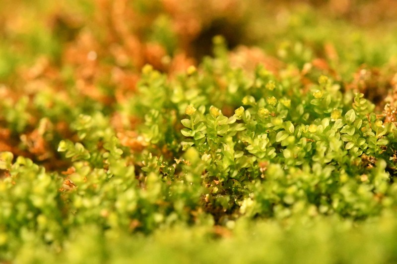 Tetraphis Moss photo 7