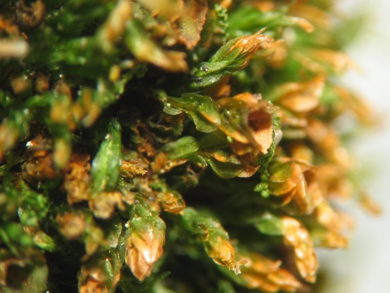 Tetraphis Moss