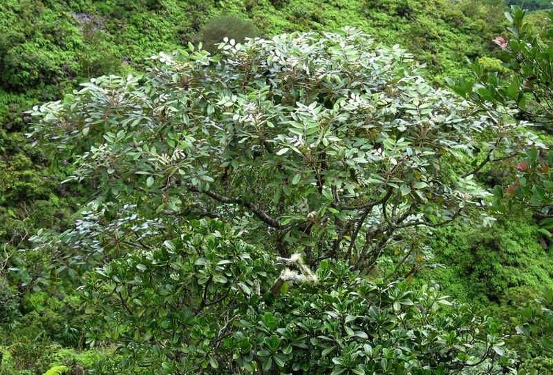 Hawai'I 'Ohe photo 2