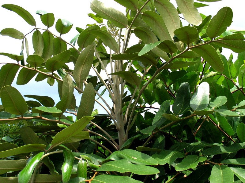 Hawai'I 'Ohe photo 3
