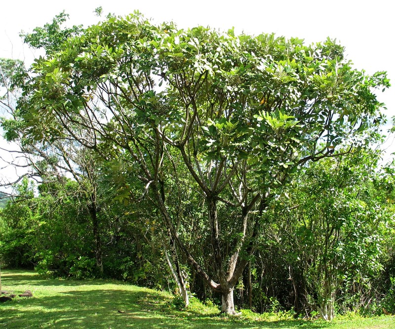 Hawai'I 'Ohe photo 4