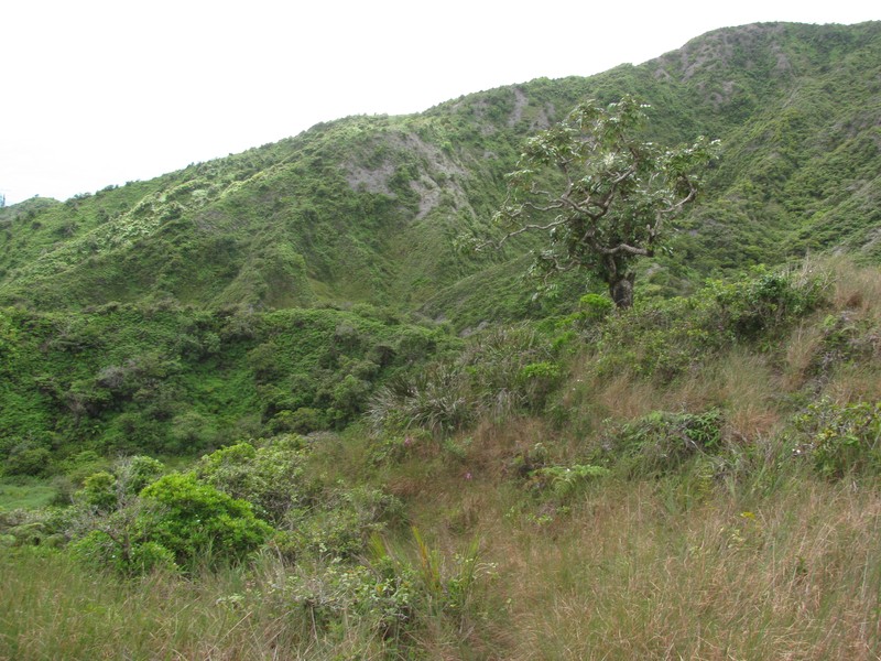 Hawai'I 'Ohe photo 6