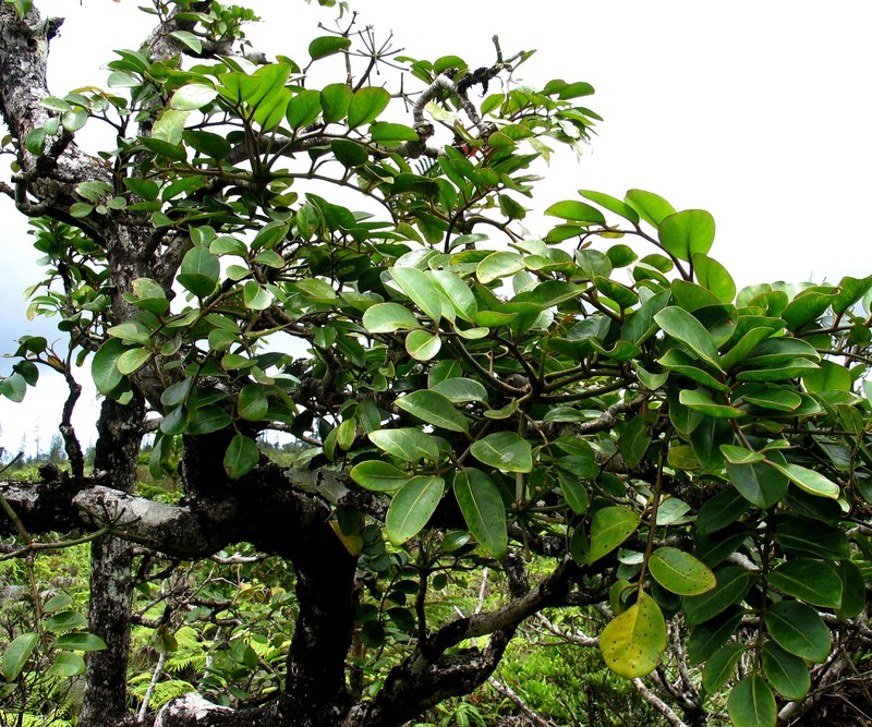 'Ohe Mauka photo 2