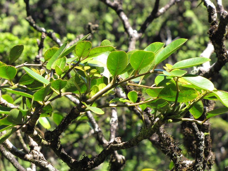 'Ohe Mauka photo 3