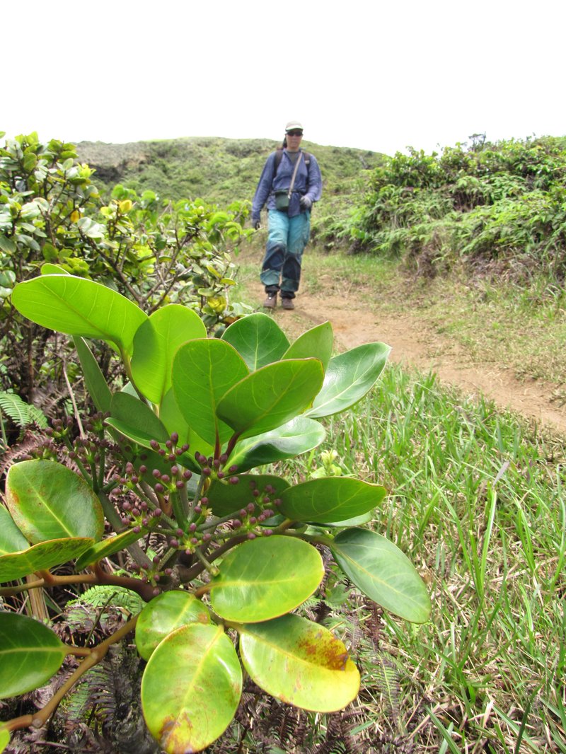 'Ohe Mauka photo 4
