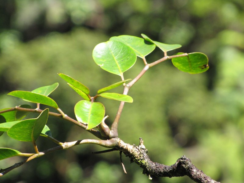 'Ohe Mauka photo 5