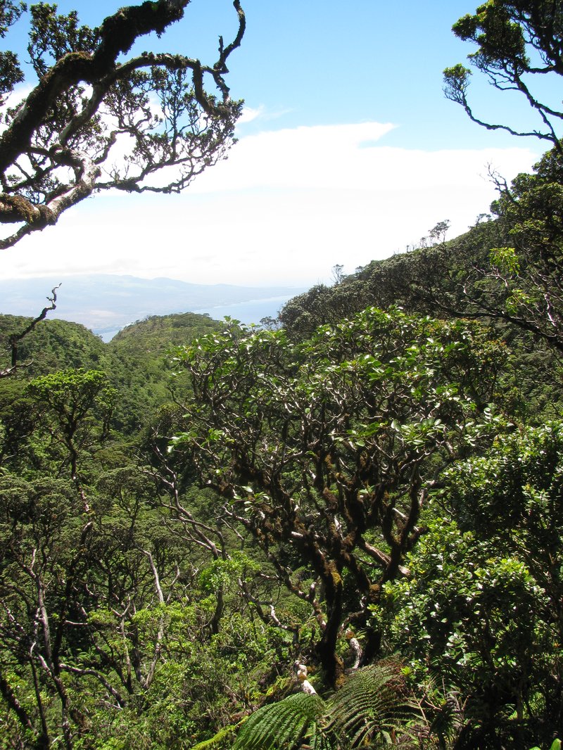 'Ohe Mauka photo 6