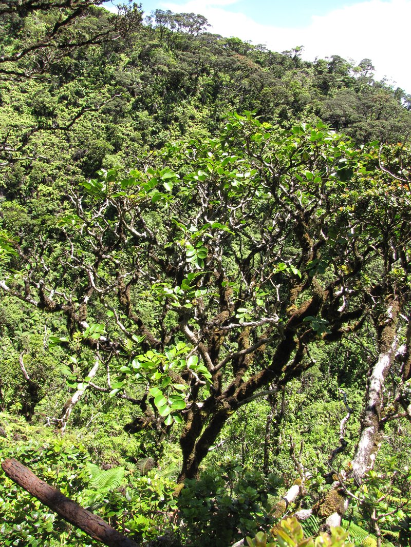 'Ohe Mauka photo 7