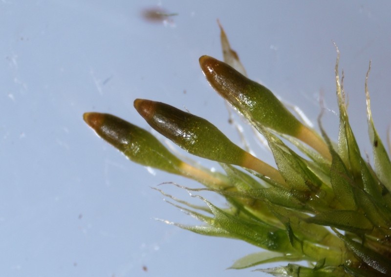 Toothedleaf Nitrogen Moss