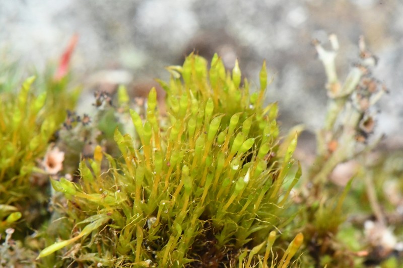 Toothedleaf Nitrogen Moss photo 2