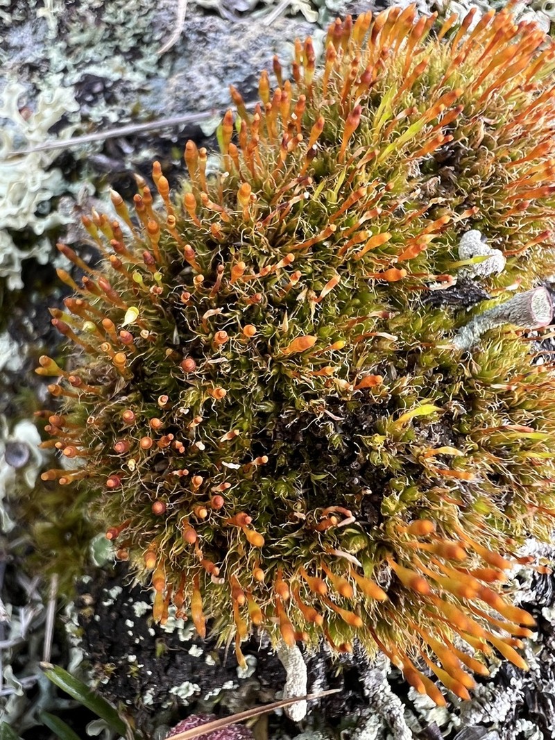 Toothedleaf Nitrogen Moss photo 3