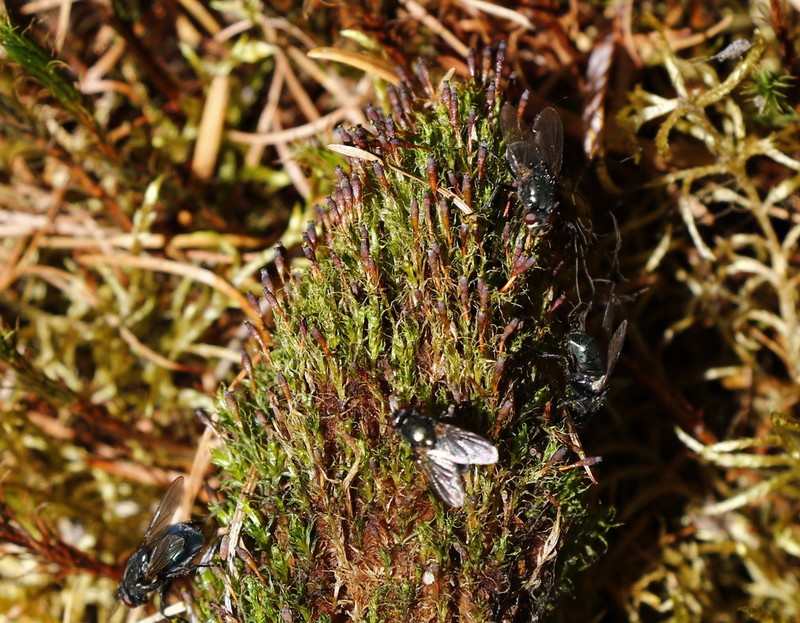 Toothedleaf Nitrogen Moss photo 4