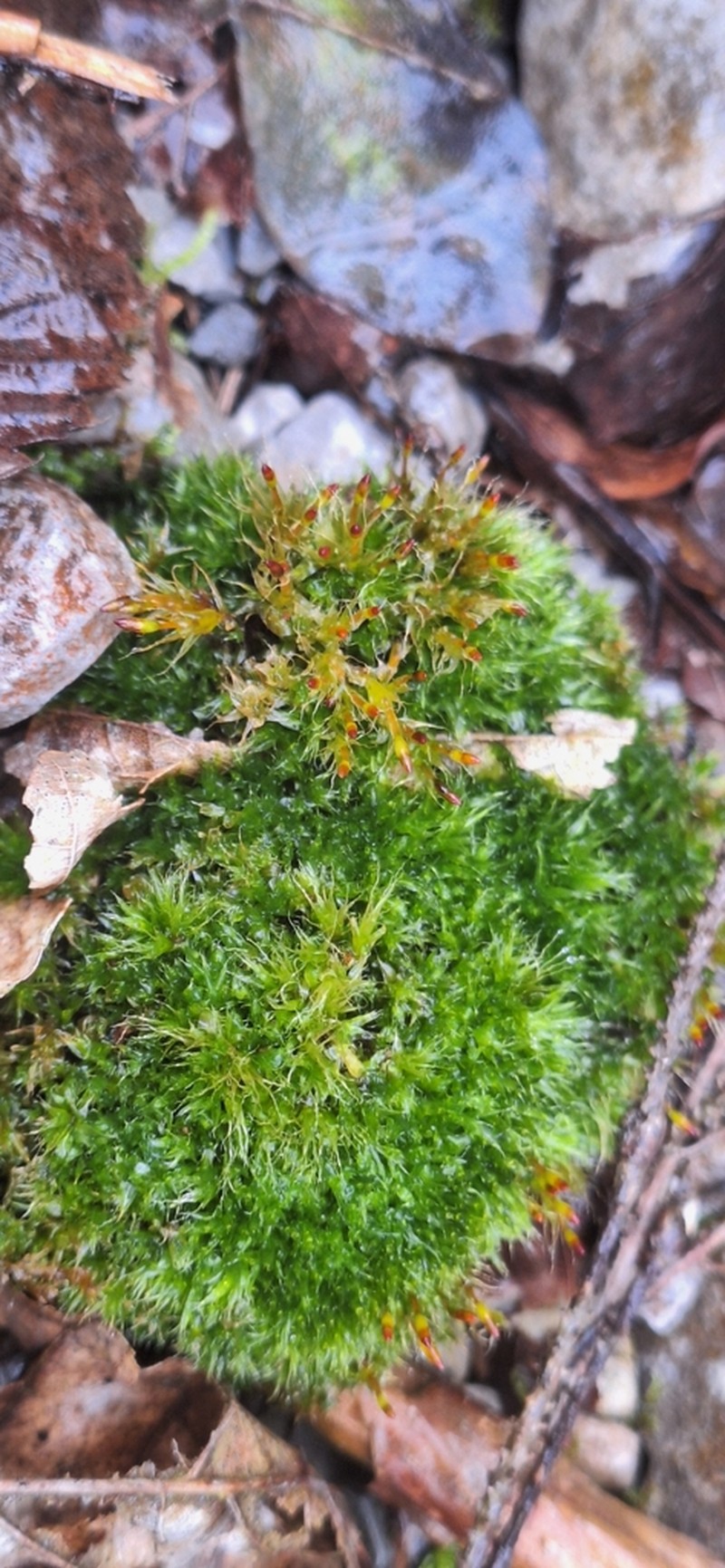 Toothedleaf Nitrogen Moss photo 5