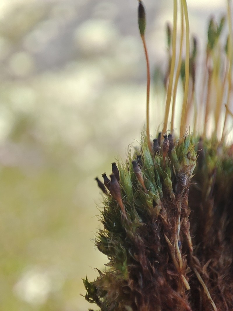 Toothedleaf Nitrogen Moss photo 6