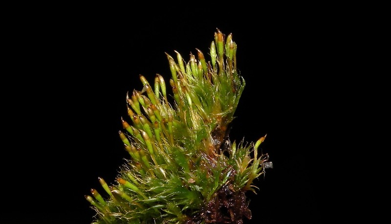 Toothedleaf Nitrogen Moss photo 7