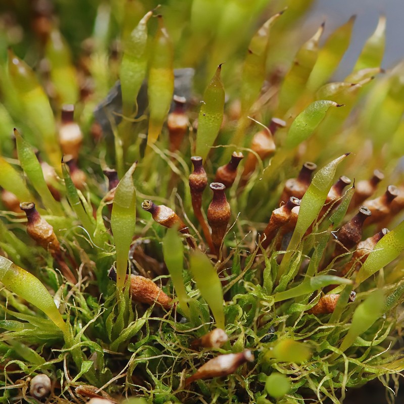 Toothedleaf Nitrogen Moss photo 8